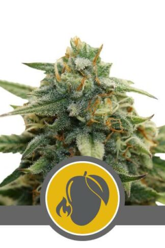 Mango Crunch Regularne, Nasiona Marihuany, Konopi, Cannabis