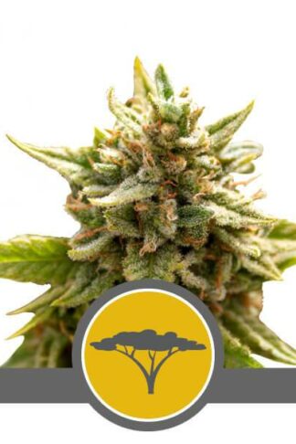 Marula Fruit Regularne, Nasiona Marihuany, Konopi, Cannabis
