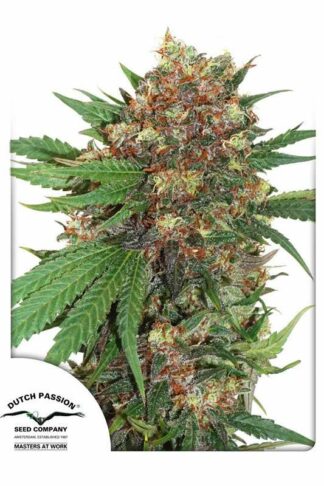 Master Kush Feminizowane, Nasiona Marihuany, Konopi, Cannabis