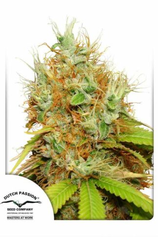 Mazar Regularne, Nasiona Marihuany, Konopi, Cannabis