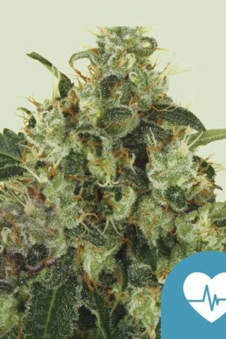 Medical Mass Feminizowane, Nasiona Marihuany, Konopi, Cannabis
