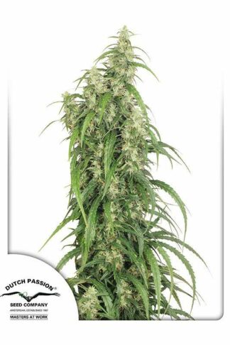 Mekong High Feminizowane, Nasiona Marihuany, Konopi, Cannabis