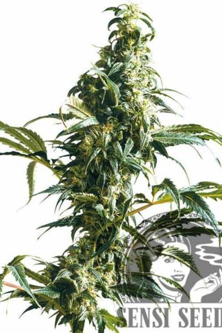Mexican Sativa Feminizowane, Nasiona Marihuany, Konopi, Cannabis
