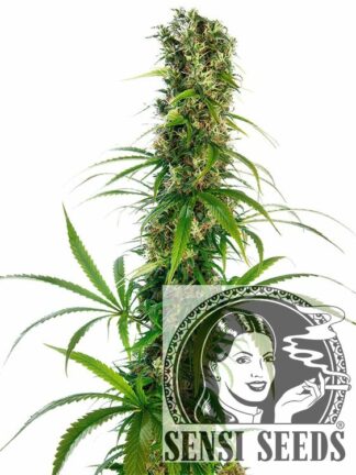 Michka Feminizowane, Nasiona Marihuany, Konopi, Cannabis