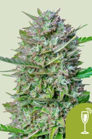 Mimosa Automatic Feminizowane, Nasiona Marihuany, Konopi, Cannabis