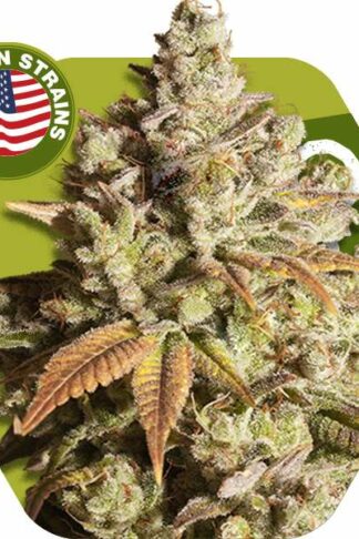 Misty Gorilla Feminizowane, Nasiona Marihuany, Konopi, Cannabis