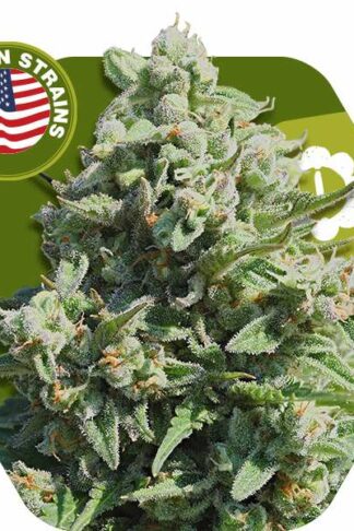 Misty Gorilla Automatic Feminizowane, Nasiona Marihuany, Konopi, Cannabis