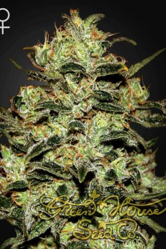 Moby Dick Feminizowane, Nasiona Marihuany, Konopi, Cannabis
