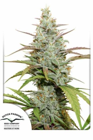 Mokum’s Tulip Feminizowane, Nasiona Marihuany, Konopi, Cannabis