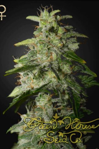 Money Maker Feminizowane, Nasiona Marihuany, Konopi, Cannabis