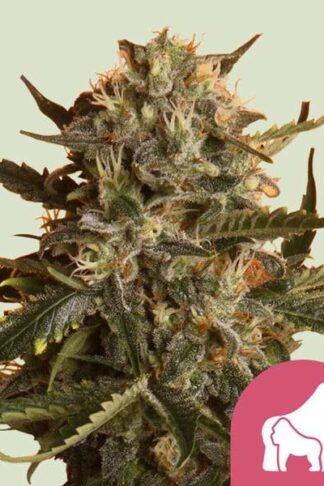 Mother Gorilla Feminizowane, Nasiona Marihuany, Konopi, Cannabis