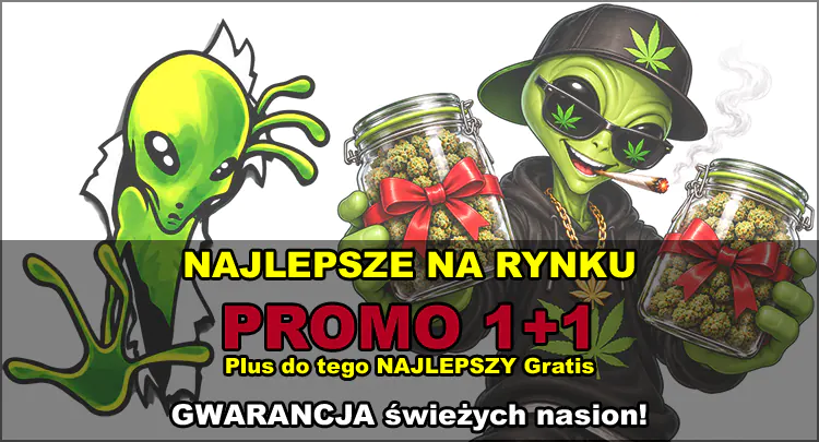 najlepsze promo 1+1 na nasiona marihuany indoor i outdoor oraz automatic