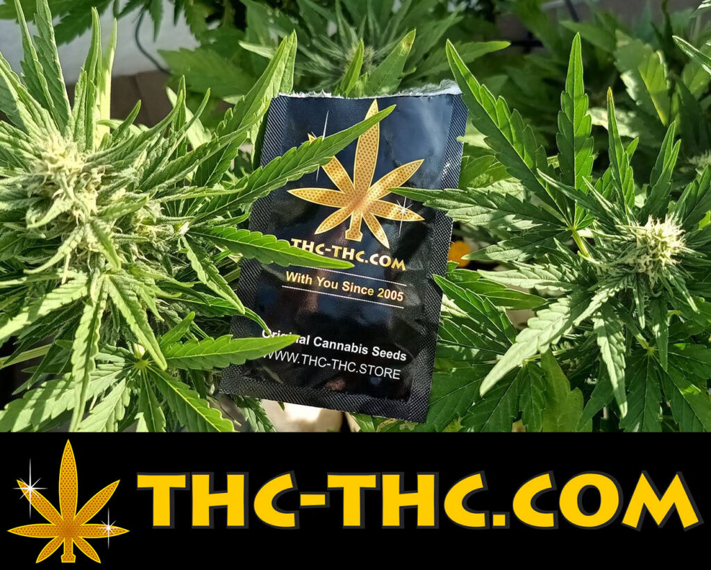 promocyjne oferty na nasiona marihuany i konopi