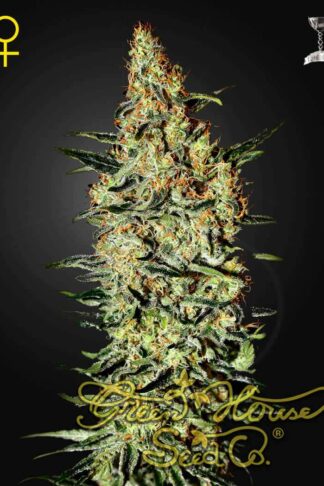 Neville’s Haze Feminizowane, Nasiona Marihuany, Konopi, Cannabis