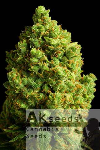 New Diesel Feminizowane, Nasiona Marihuany, Konopi, Cannabis