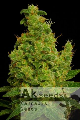 New Diesel Automatic Feminizowane, Nasiona Marihuany, Konopi, Cannabis