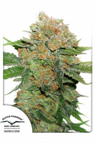 Night Queen Feminizowane, Nasiona Marihuany, Konopi, Cannabis