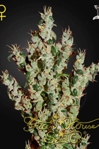 NL5 Haze Mist Feminizowane, Nasiona Marihuany, Konopi, Cannabis