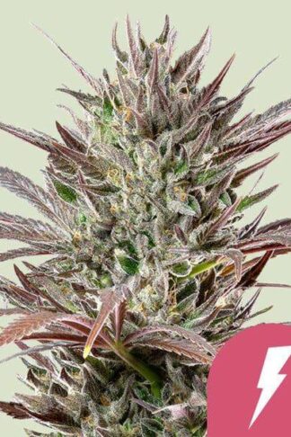 North Thunderfuck Feminizowane, Nasiona Marihuany, Konopi, Cannabis