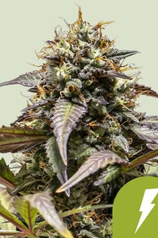 North Thunderfuck Automatic Feminizowane, Nasiona Marihuany, Konopi, Cannabis