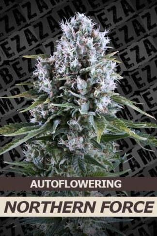 Northern Force Automatic Feminizowane, Nasiona Marihuany, Konopi, Cannabis