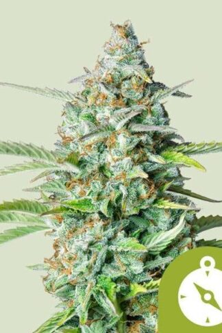 Northern Light Automatic Feminizowane, Nasiona Marihuany, Konopi, Cannabis