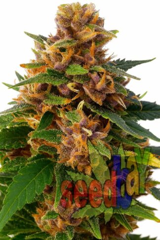 Northern Light XXL Feminizowane, Nasiona Marihuany, Konopi, Cannabis