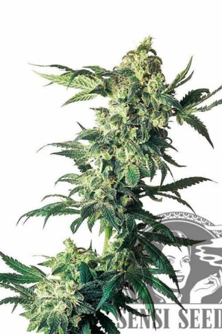 Northern Lights Regularne, Nasiona Marihuany, Konopi, Cannabis