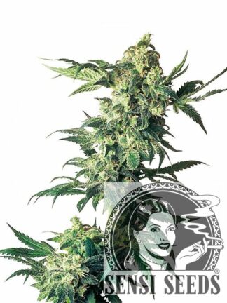 Northern Lights Feminizowane, Nasiona Marihuany, Konopi, Cannabis