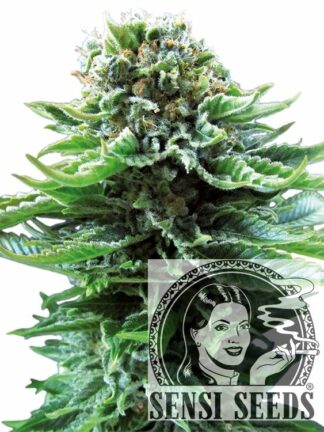 Northern Lights Automatic Feminizowane, Nasiona Marihuany, Konopi, Cannabis