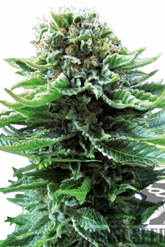 Northern Lights Automatic Feminizowane, Nasiona Marihuany, Konopi, Cannabis
