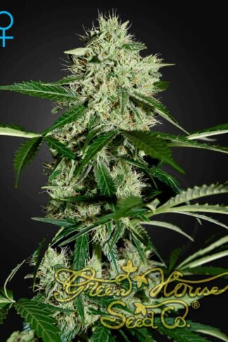 Northern Lights Automatic Feminizowane, Nasiona Marihuany, Konopi, Cannabis