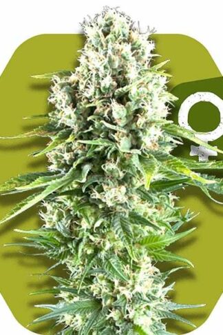 Northern Lights XL Feminizowane, Nasiona Marihuany, Konopi, Cannabis