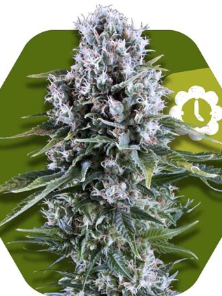 Northern Lights XL Automatic Feminizowane, Nasiona Marihuany, Konopi, Cannabis