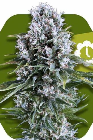 Northern Lights XL Automatic Feminizowane, Nasiona Marihuany, Konopi, Cannabis