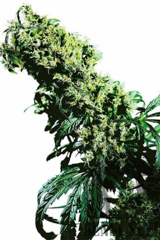 Northern Lights#5 X Haze Feminizowane, Nasiona Marihuany, Konopi, Cannabis