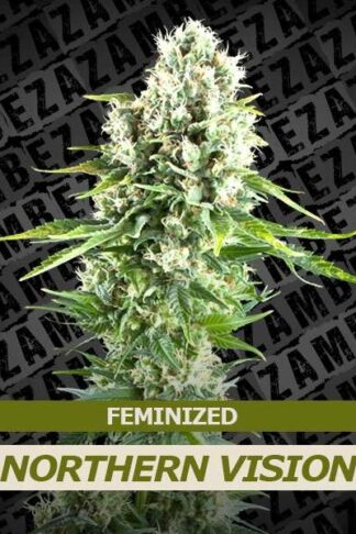Northern Vision Feminizowane, Nasiona Marihuany, Konopi, Cannabis