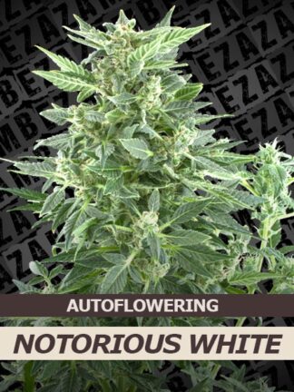 Notorious White Automatic Feminizowane, Nasiona Marihuany, Konopi, Cannabis