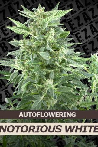Notorious White Automatic Feminizowane, Nasiona Marihuany, Konopi, Cannabis