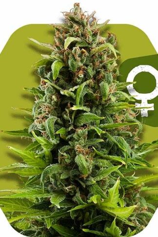 NYC Diesel Feminizowane, Nasiona Marihuany, Konopi, Cannabis