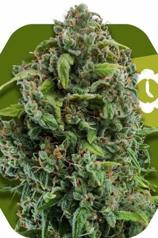 NYC Diesel Automatic Feminizowane, Nasiona Marihuany, Konopi, Cannabis