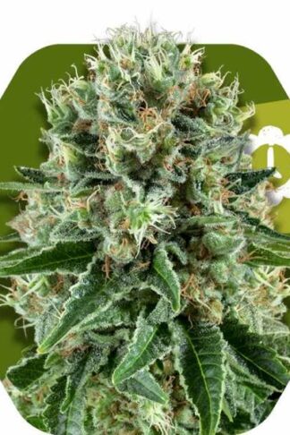 OG Bubble Gum Automatic Feminizowane, Nasiona Marihuany, Konopi, Cannabis