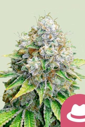 O.G. Kush Feminizowane, Nasiona Marihuany, Konopi, Cannabis
