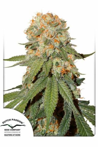 Orange Bud Regularne, Nasiona Marihuany, Konopi, Cannabis