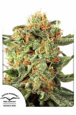Orange Hill Special Regularne, Nasiona Marihuany, Konopi, Cannabis