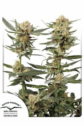 Ortega Indica Feminizowane, Nasiona Marihuany, Konopi, Cannabis