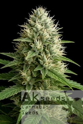 Outdoor Star Feminizowane, Nasiona Marihuany, Konopi, Cannabis