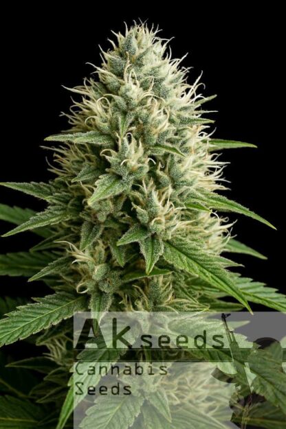 Outdoor Star Feminizowane, Nasiona Marihuany, Konopi, Cannabis