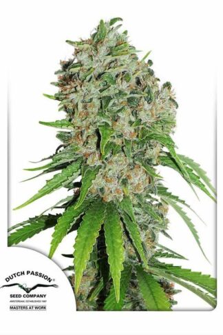 Outlaw Amnesia Feminizowane, Nasiona Marihuany, Konopi, Cannabis