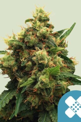 Painkiller XL Feminizowane, Nasiona Marihuany, Konopi, Cannabis
